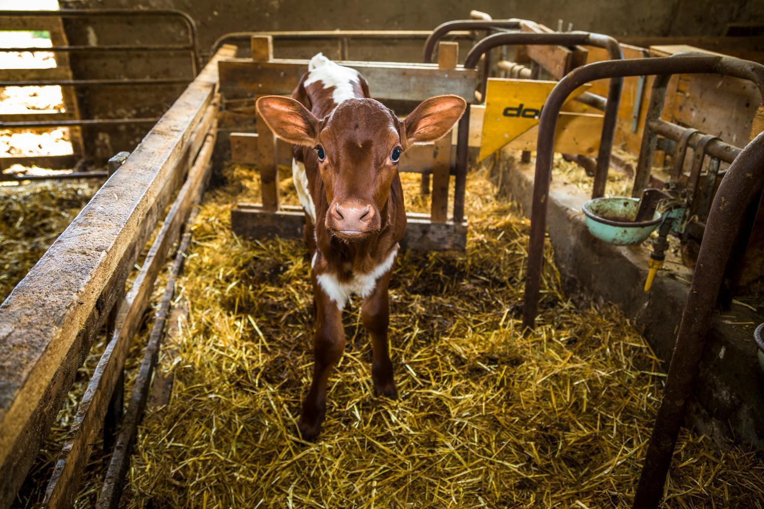 Unterlehengut Farm stay