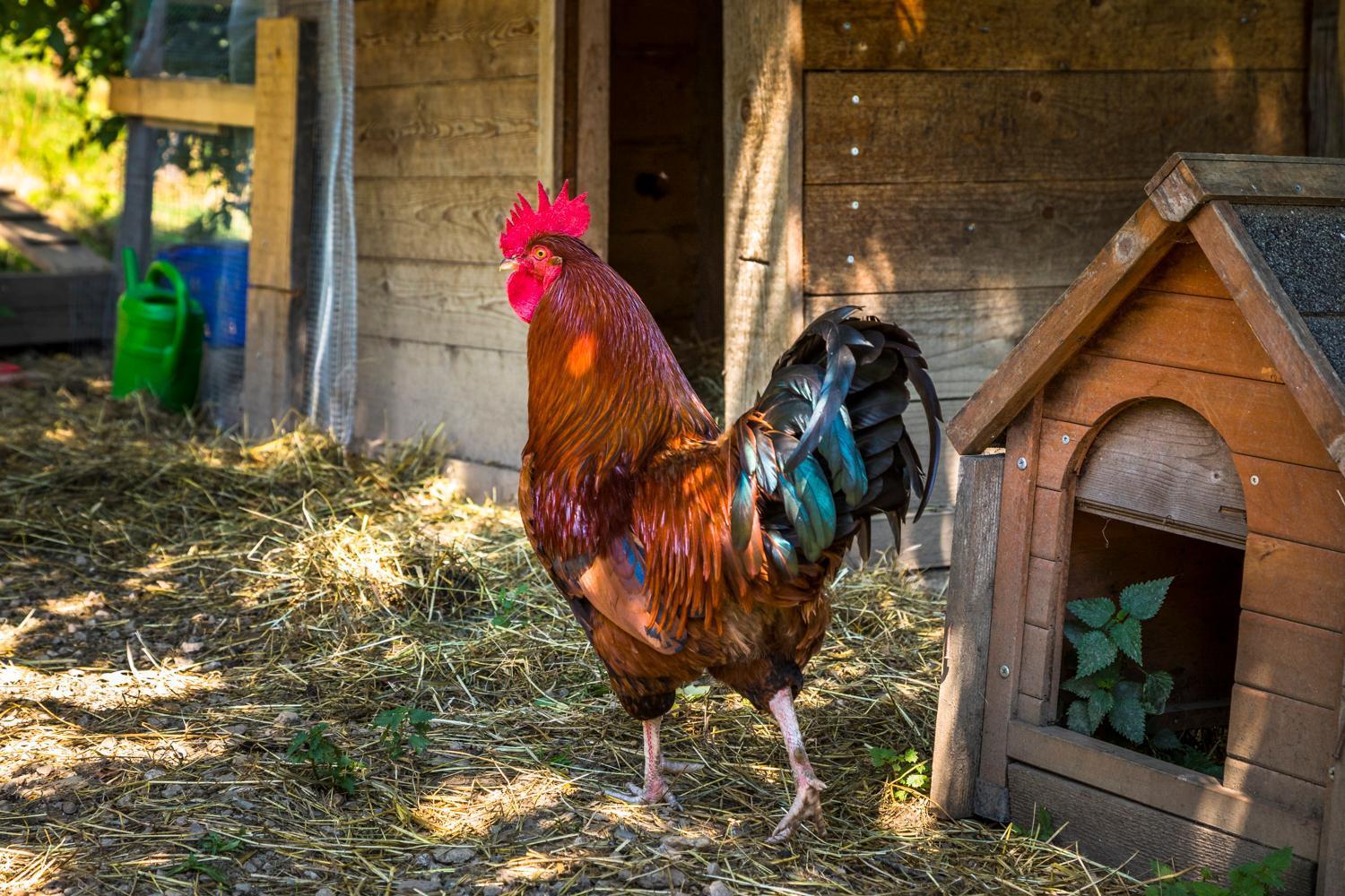 Farm stay Unterlehengut *
